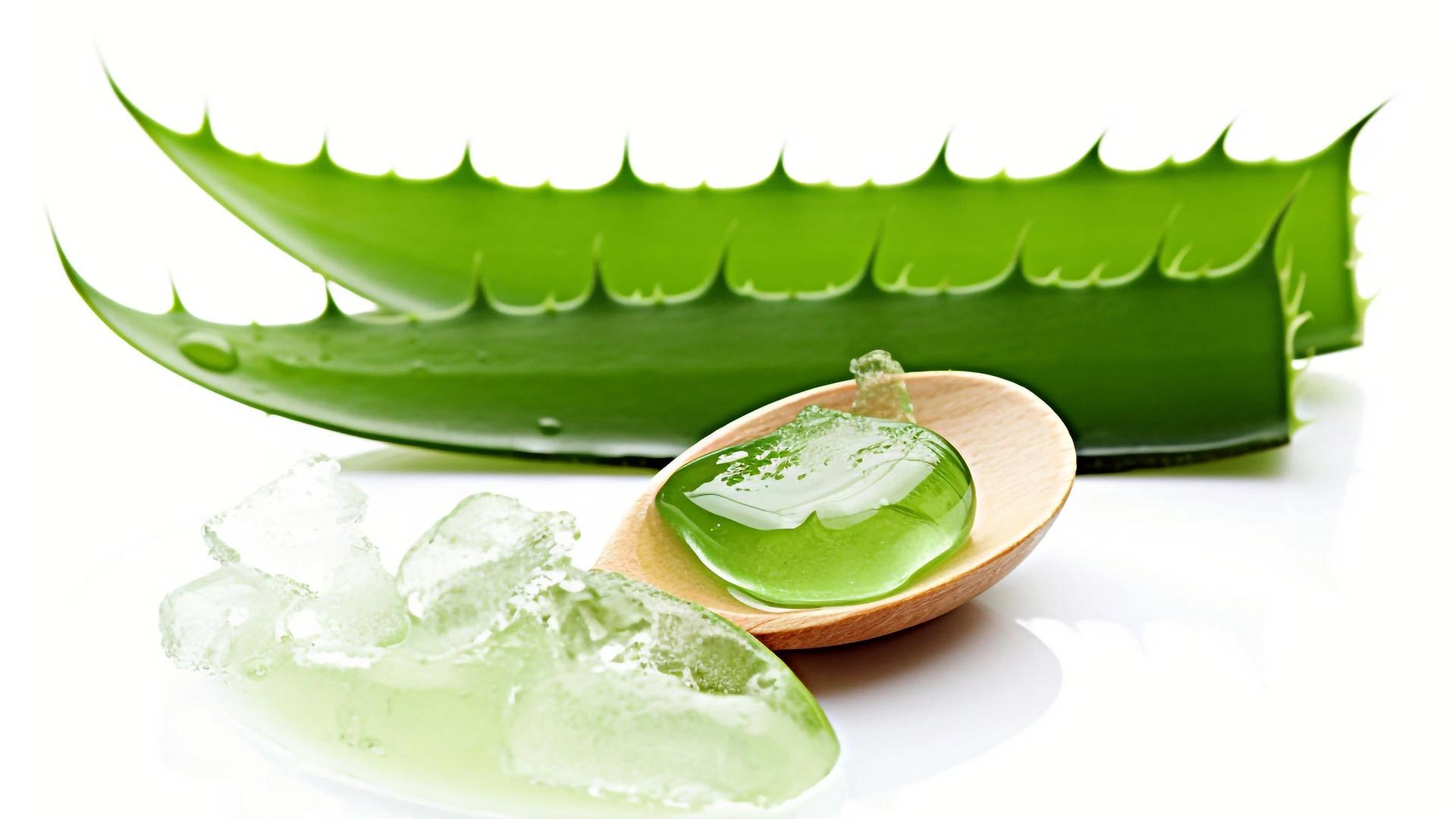 Can Aloe Vera Gel Be Used as a Moisturizer? FAQs Answered