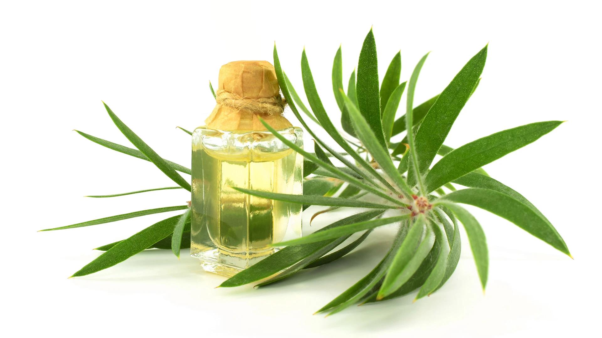 5 Tea Tree Hair Oils to Tame Dandruff & Promote Growth