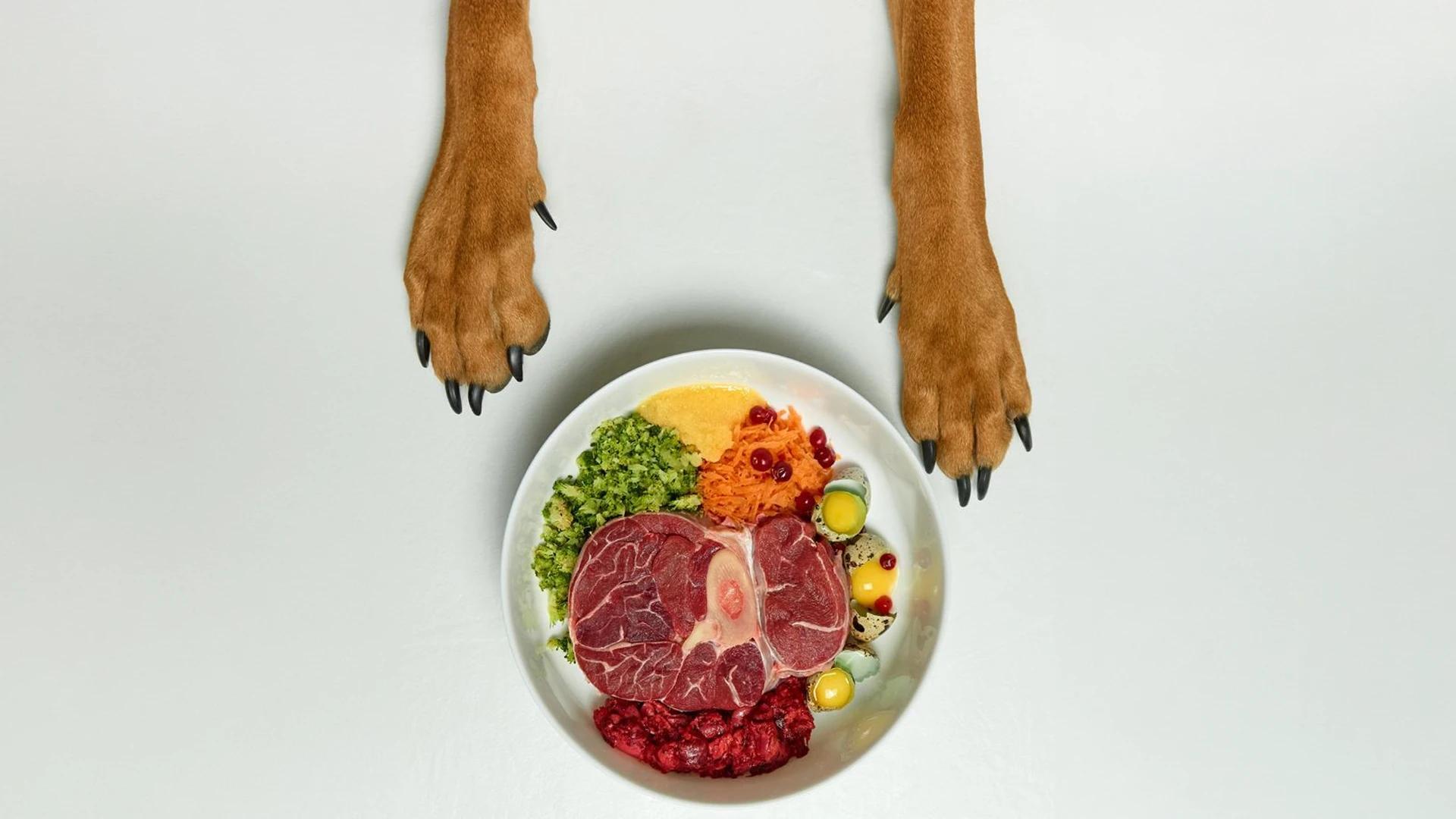 How to Choose the Best Wet Food for Cats: Benefits Explained