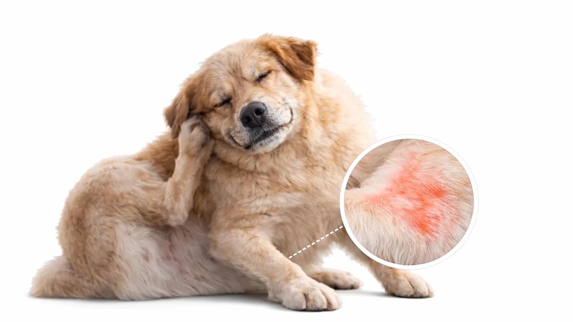 How to Identify and Treat Common Skin Issues in Dogs