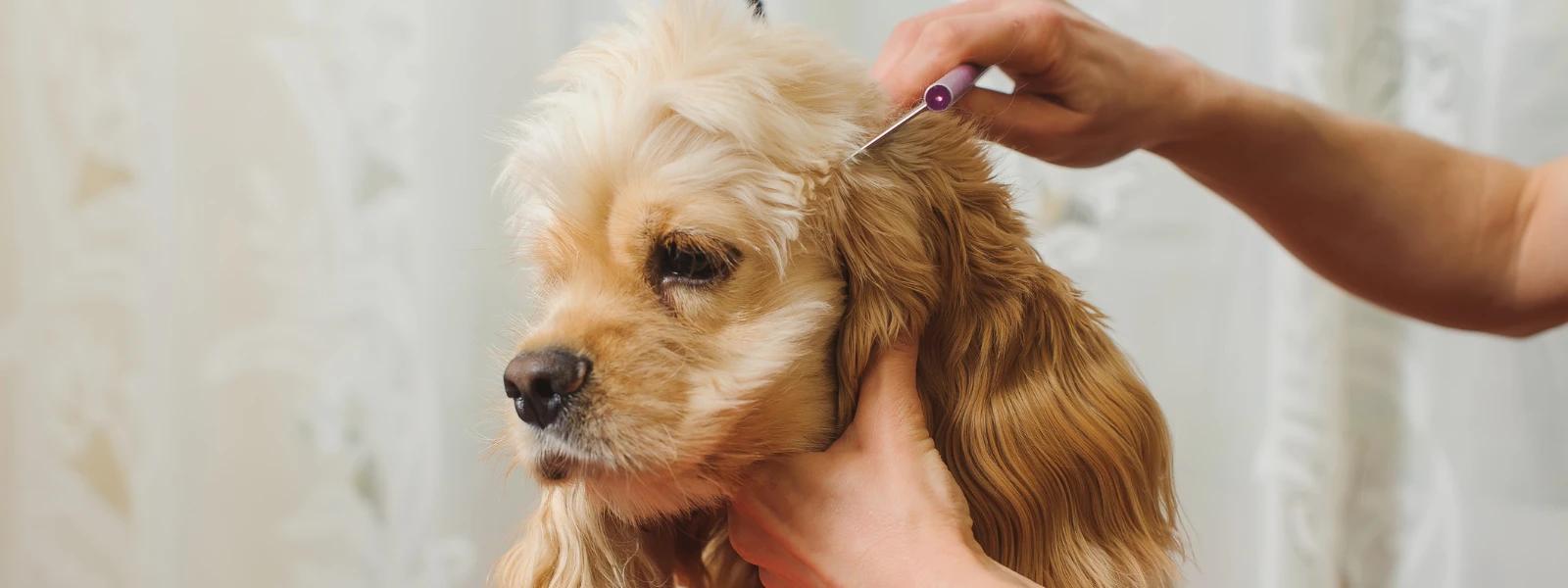 How to Identify Causes of Hair Loss in Dogs