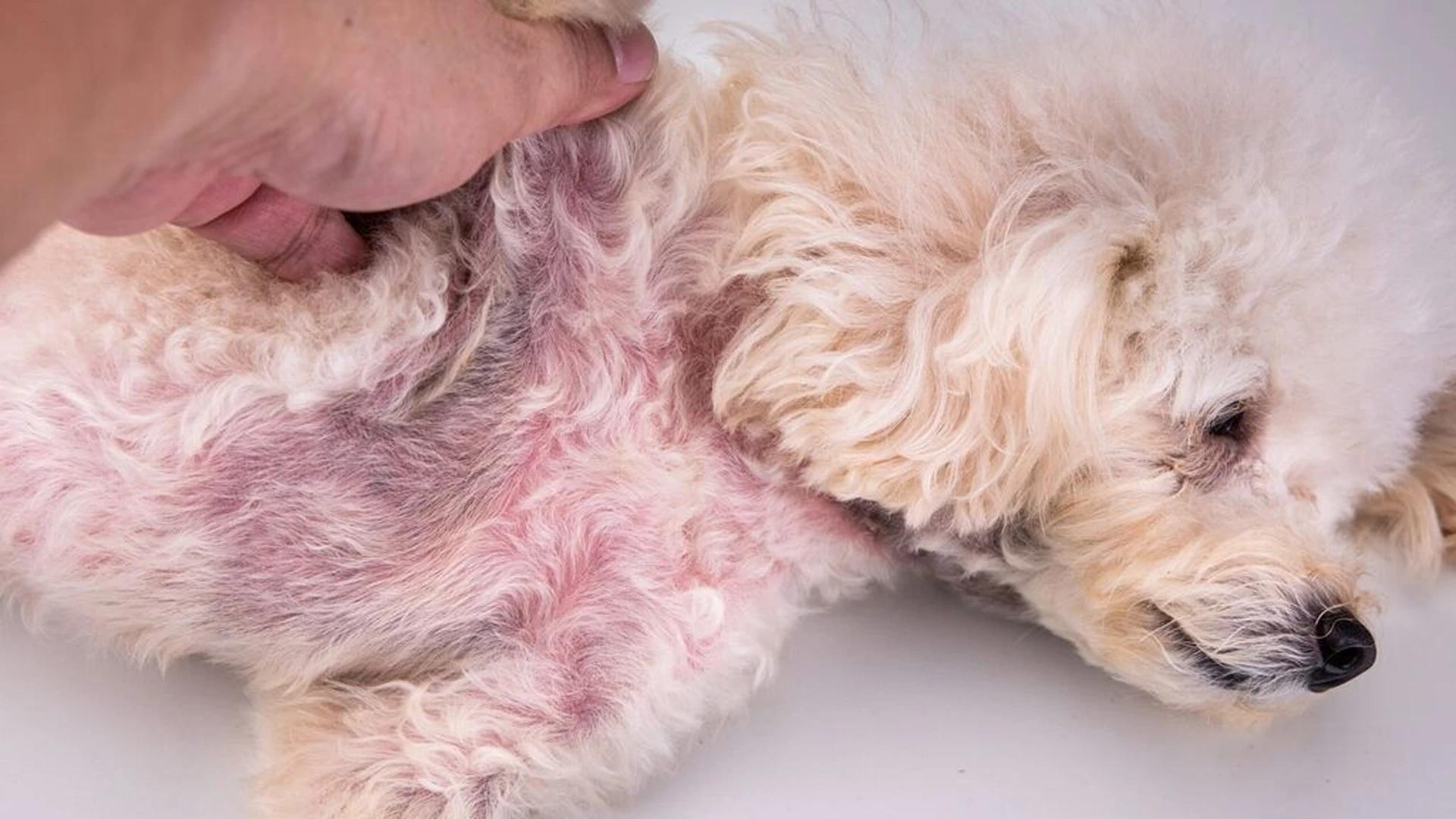 How to Identify Common Skin Problems in Summer for Pets