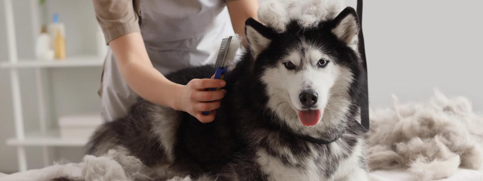 How to Prevent Dog Shedding Hair Naturally: Top Grooming Tips