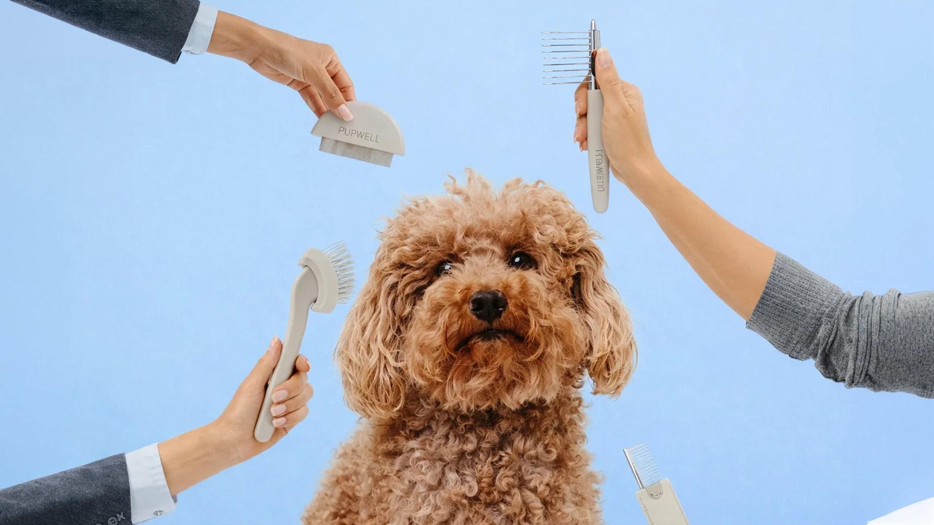 Pet Health Care Tips FAQ: Your Guide to Pet Wellness